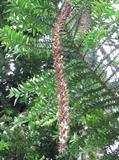 simply bunya